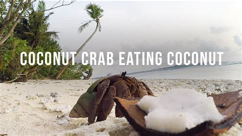 COCONUT CRAB EATING COCONUT - YouTube