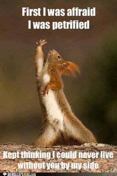 Happy Friday Squirrel - Friday Meme | Funny people & things | Friday ...