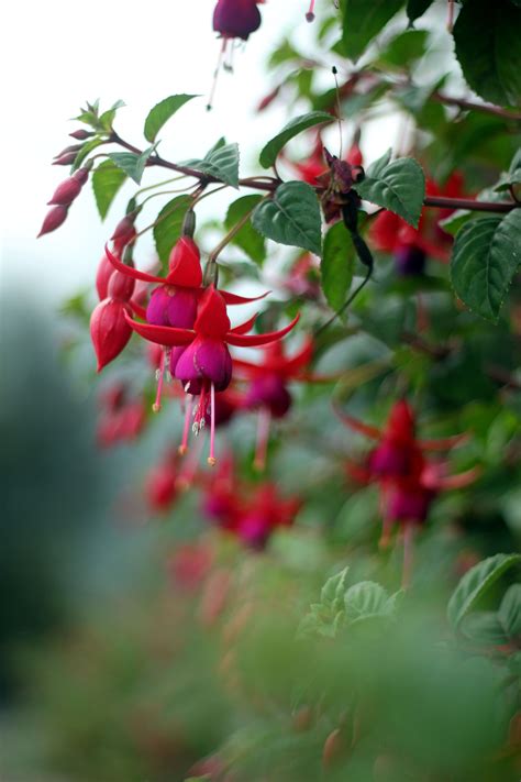 ecuador flower photography | Flowers photography, Flowers, Photography