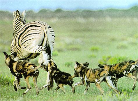 African Hunting Dog - Wild, Spotted, Painted but Cooperative | Animal Pictures and Facts ...