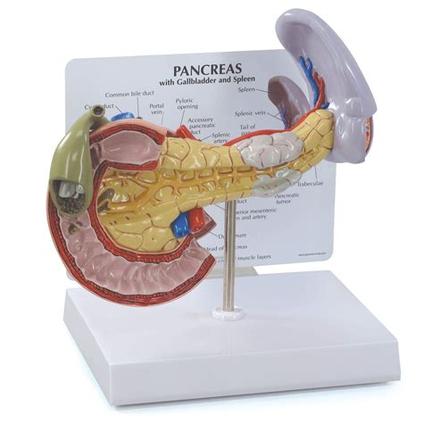 Buy Pancreas Model | Human Body Anatomy Replica of Pancreas w ...