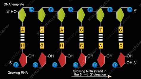 DNA transcription, animation - Stock Video Clip - K003/9168 - Science ...