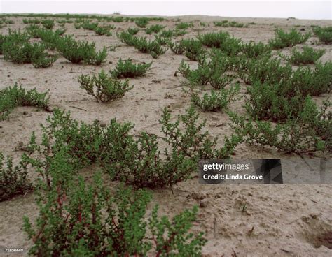 Plants growing in the Taklamakan Desert, in the Xinjiang region of... News Photo - Getty Images