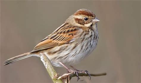 Female Reed Bunting - Hodbarrow - Hodbarrow - The RSPB Community | Backyard birds, Pet birds ...