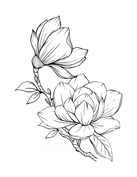 Magnolia Flower Outline Magnolia LIne Art Line Drawing 3325111 Vector ...