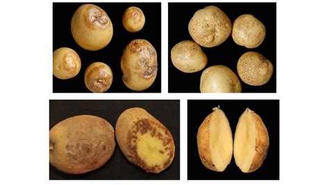 Potato Virus Y (PVY) – Symptoms and Diagnosis | Management of Potato ...