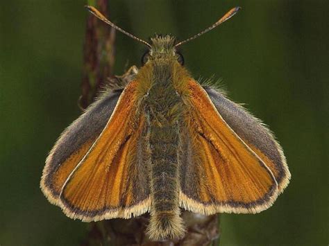 Skipper Butterflies (Hesperiidae) | Wildlife Insight