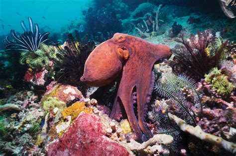 Meet the master of camouflage, the day octopus | Magazine Articles | WWF