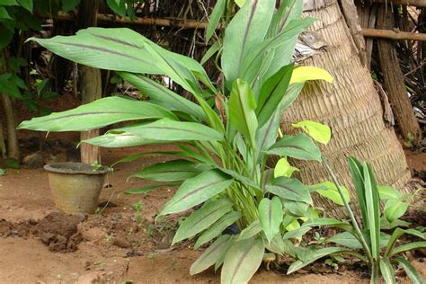 Black Turmeric Plant: Origin, Benefits, And Uses - Gardeners' Magazine