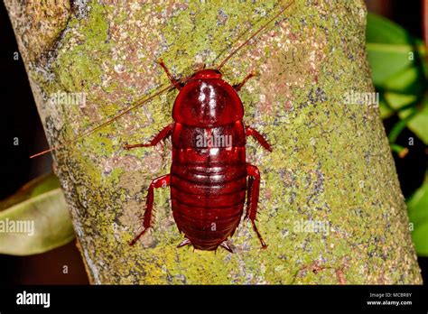 Florida woods cockroach Stock Photo - Alamy