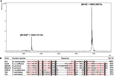 Frontiers | Pioneering Study on Rhopalurus crassicauda Scorpion Venom ...