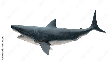 Great white shark isolated on white background cutout ready open mouth ...