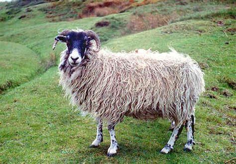 Swaledale sheep (Yorkshire) | Sheep breeds, Sheep, Sheep and lamb