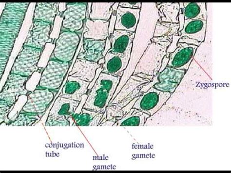 Spirogyra Life Cycle - YouTube