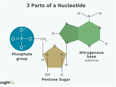 label three parts of a nucleotide - brainly.com