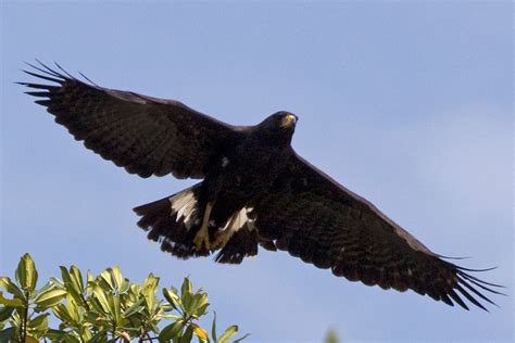 Great Black Hawk — Tropical Audubon Society