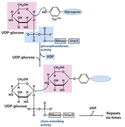 glycogen - Nilesh