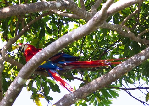 Macaws mating high in a tree - Marjorie Melnick