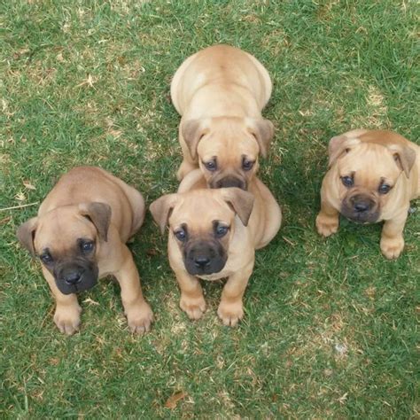 Boerboel Puppies in Johannesburg (29/08/2017)