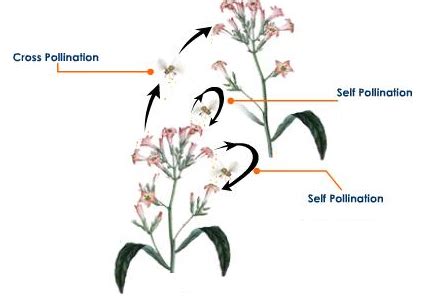 What is pollination? Name the two types of pollination. What is self-pollination