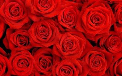 Red Rose Wallpaper For Pc