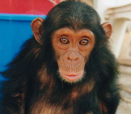 Bubbles the Chimp Photo (24856926) - Fanpop