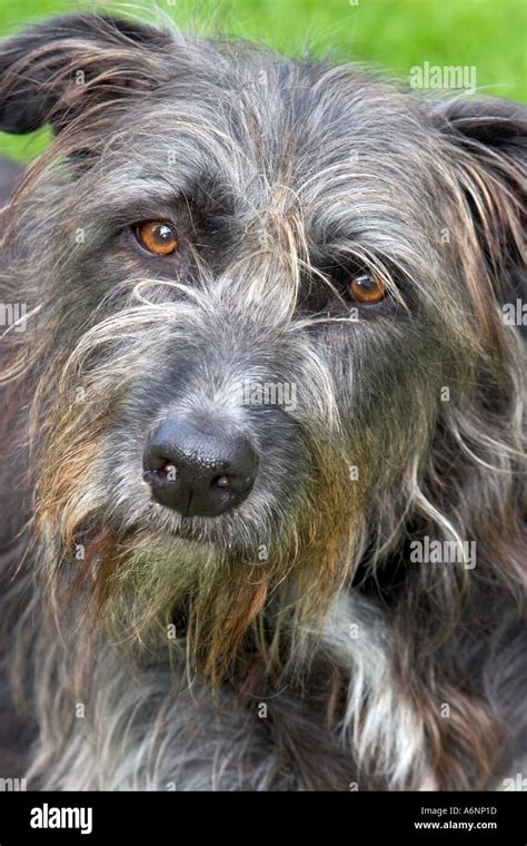 Portrait of a rescue lurcher dog, cross between a scent and a sight hound Stock Photo - Alamy