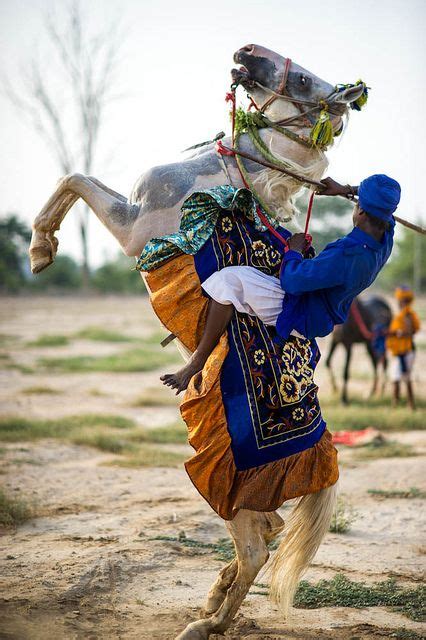 110 Marwari ideas | marwari horses, horses, beautiful horses