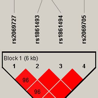 Haplotype block map for part of SNPs in the IFNG gene. Haplotype-Block ...