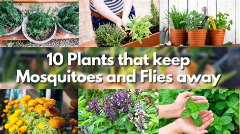 10 Plants that keep Mosquitoes and Flies away 🍃🦟 mosquito repellent ...