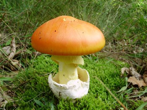 Amanita Caesarea: All about the Edible Caesar’s Mushroom