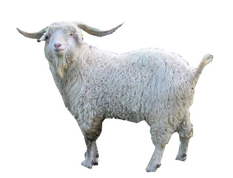 Goat PNG Transparent Goat.PNG Images. | PlusPNG