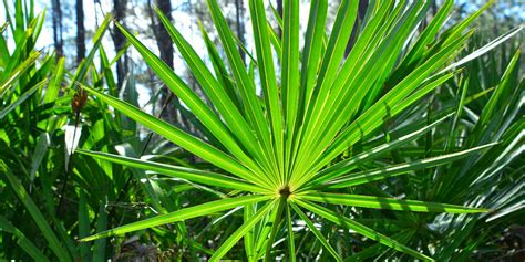 Saw palmetto facts and health benefits