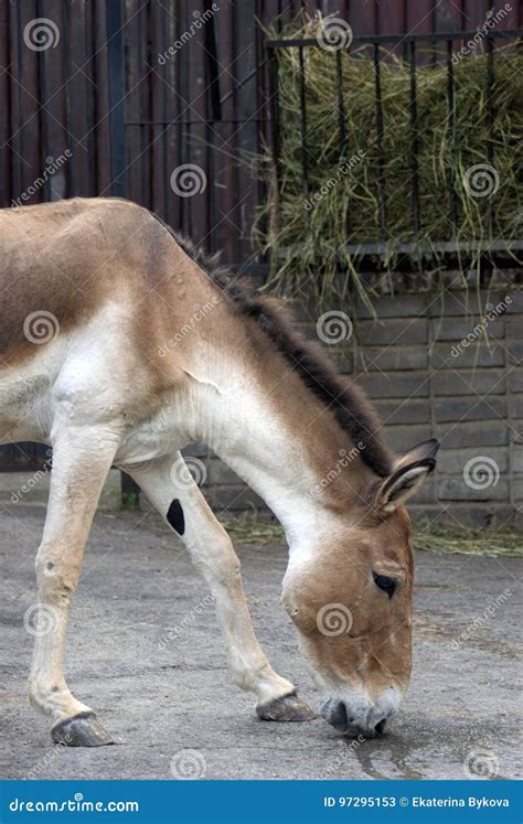 Kiang stock image. Image of kashmir, life, grass, family - 97295153