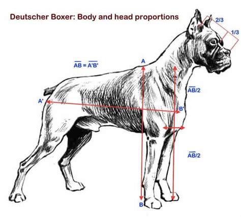 Boxer Dog Facts: Anatomy, Ancestry, Nature & More - Facts.net