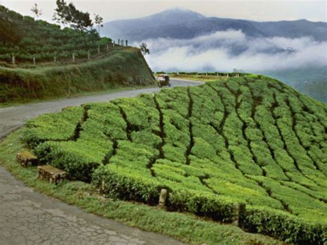 Echo Point - Munnar: Get the Detail of Echo Point on Times of India Travel