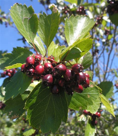 Crataegus douglasii seeds (Black Hawthorn) - Twining Vine Garden