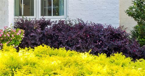 A dynamic duo of color and texture—Sunshine Ligustrum and Purple Daydream Dwarf Loropetalum ...