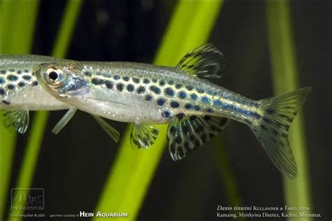 Brachydanio tinwini – Gold Ring ‘Danio’ (Danio tinwini) — Seriously Fish