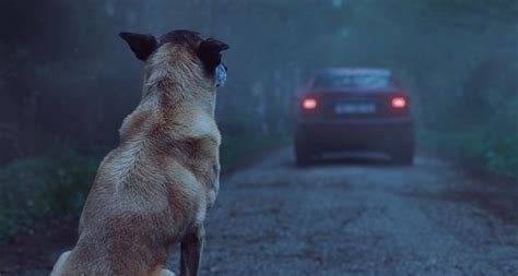 Impactante anuncio contra el abandono de perros: la fidelidad contra la cobardía | SrPerro.com ...