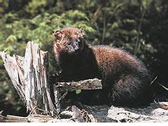 Fisher (animal) - Wikipedia