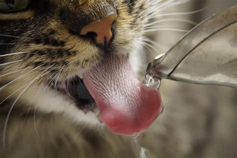 Close-up of my cat's tongue : aww