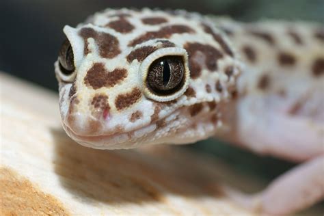 Where Do Wild Leopard Geckos Come From? - (Answered)