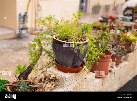 Outdoor flower pots for small garden, patio or terrace Stock Photo - Alamy