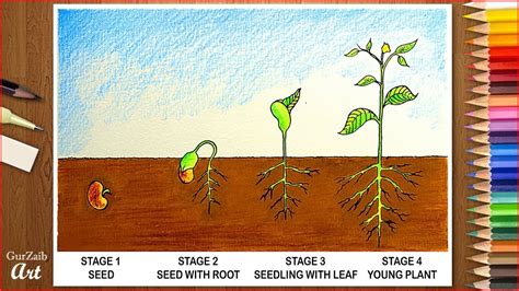 How to draw plant life cycle diagram || very easy || step by step ...