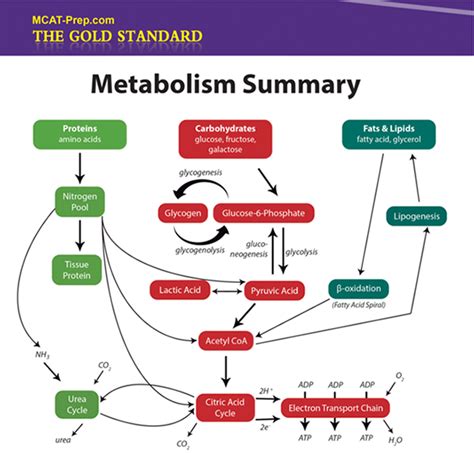 Metabolism summary | Biochemistry, Teaching biology, Biochemistry notes