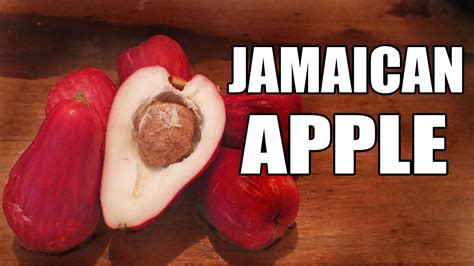 OTEHEITE APPLE: Trying a Unique Fruit Species in Jamaica (Malay Apple) - Weird Fruit Explorer ...