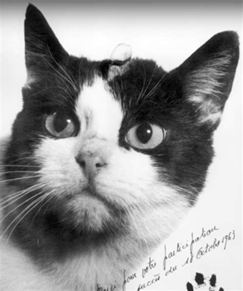 People Want to Erect a Statue Honoring the Forgotten First Cat in Space