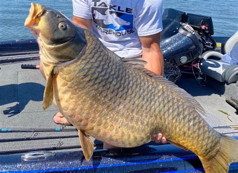 'Never Seen One This Big Ever': Huge Carp Breaks 44-Year Maryland Record - Trendradars Latest