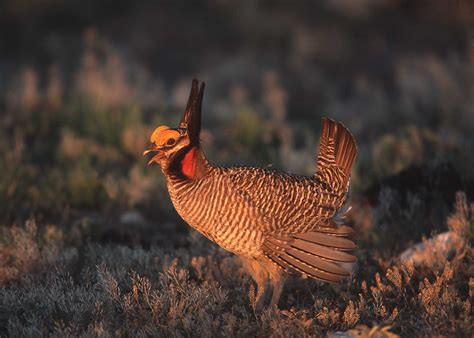 Energy Industry Lawsuit Prompts Feds To De-List Lesser Prairie Chicken